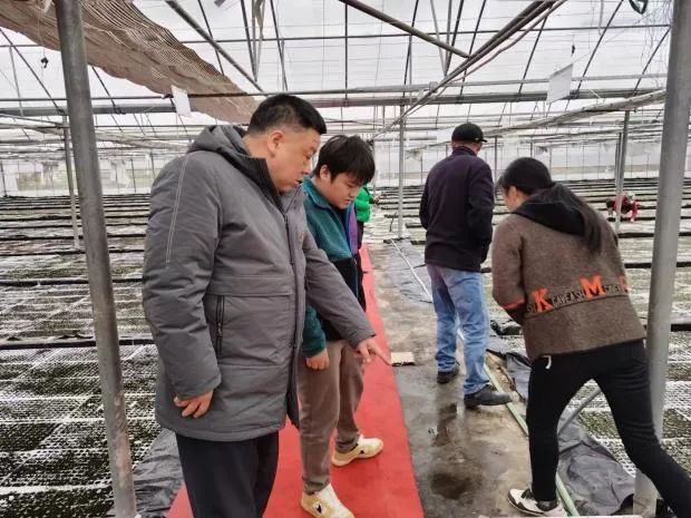 马合口白族乡：抓好“早优实”硬招 力促烟叶产业高质量发展