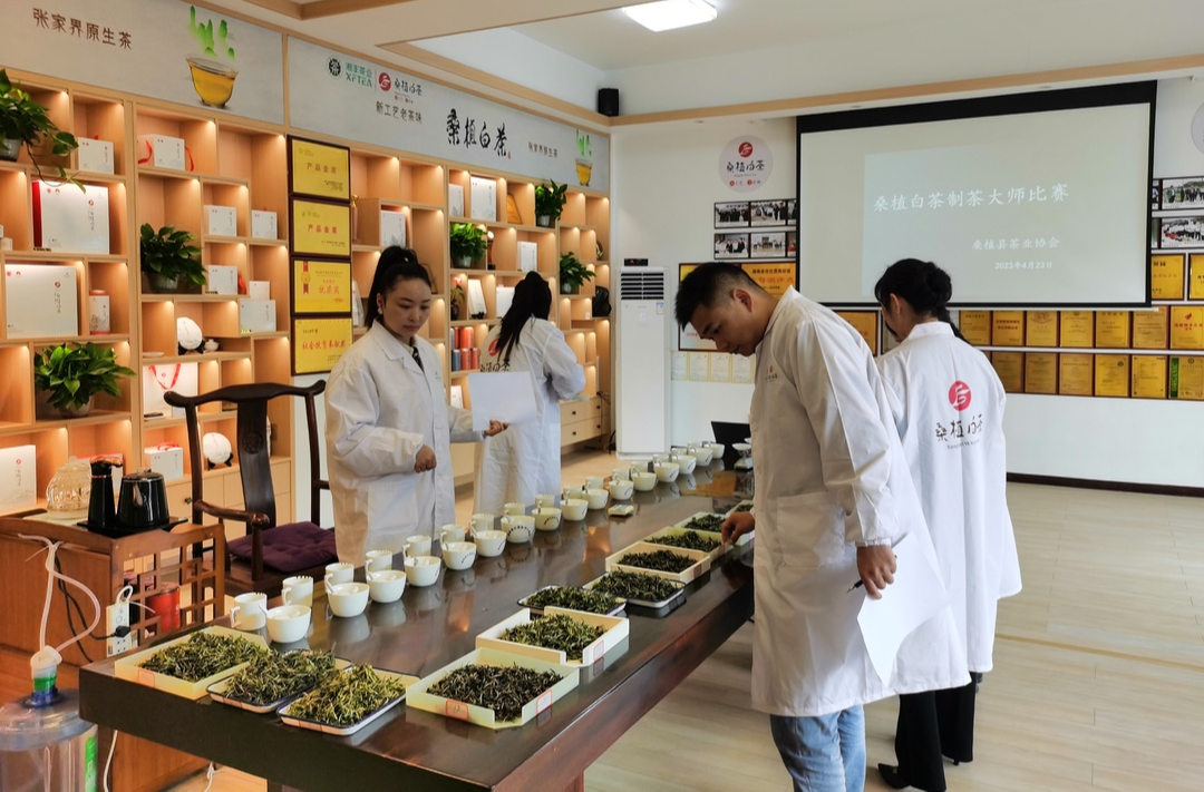 桑植县：举办白茶制茶大师比赛 推动桑植白茶技术交流