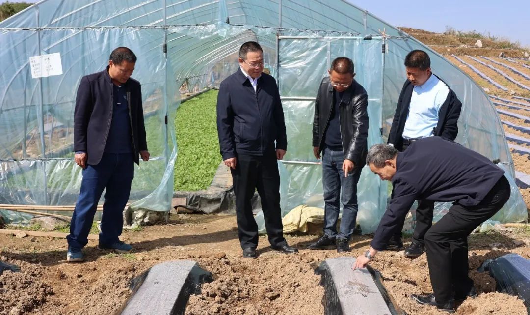 张交通调研督导梯市村乡村振兴工作