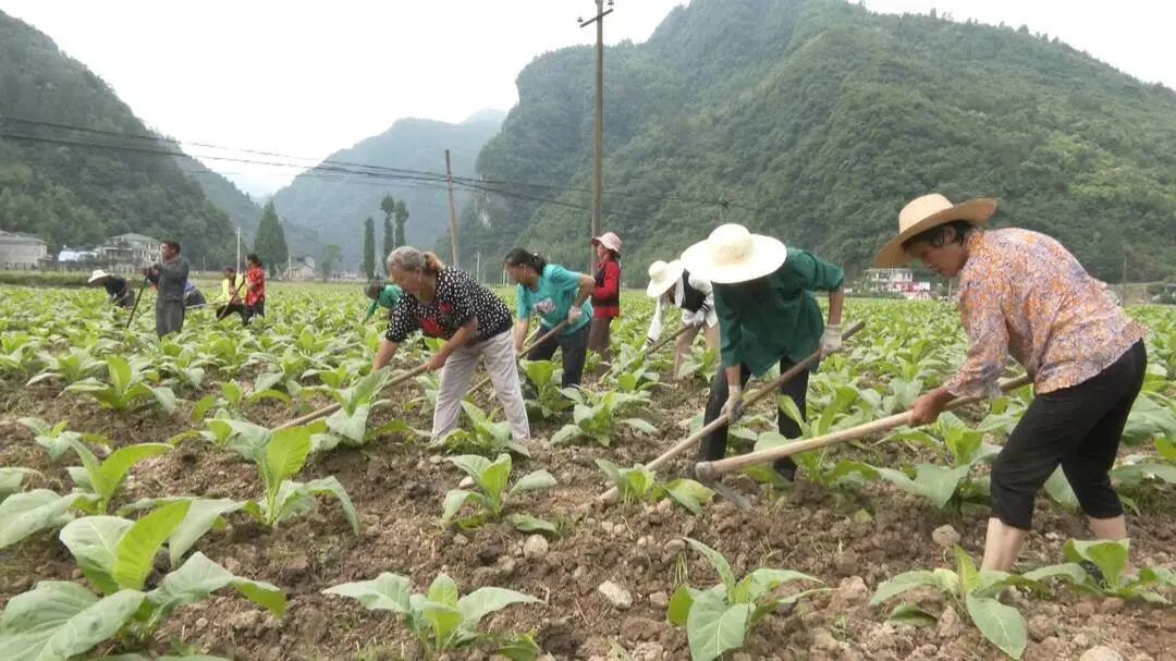 竹叶坪乡：土家民俗走入现代烟草农耕