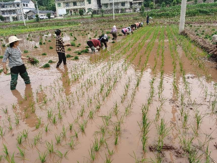 打好发展六仗 | 科技特派员深入基层一线  为科技强农打下坚实基础