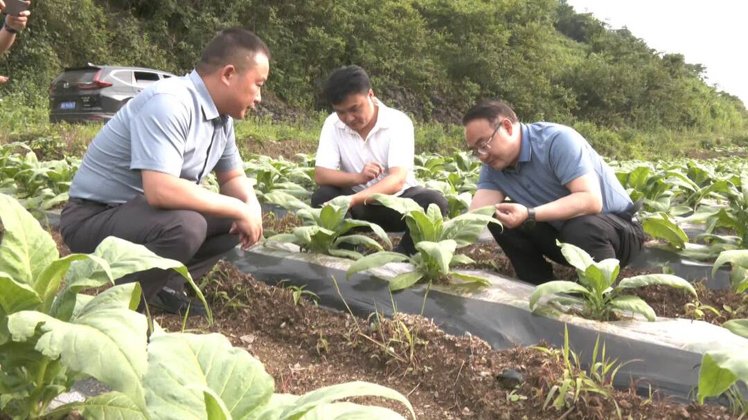 梁高武调研芙蓉桥白族乡烤烟房建设和烟叶产业