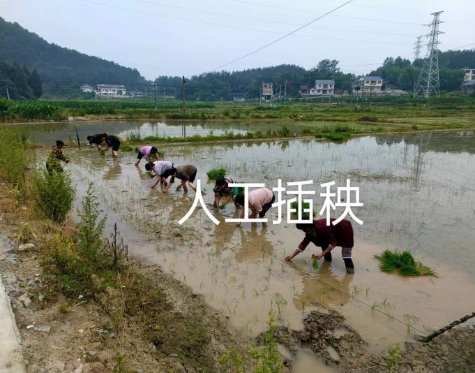 桥自弯镇长坪村：发展特色产业合作社 助力村民就业增收