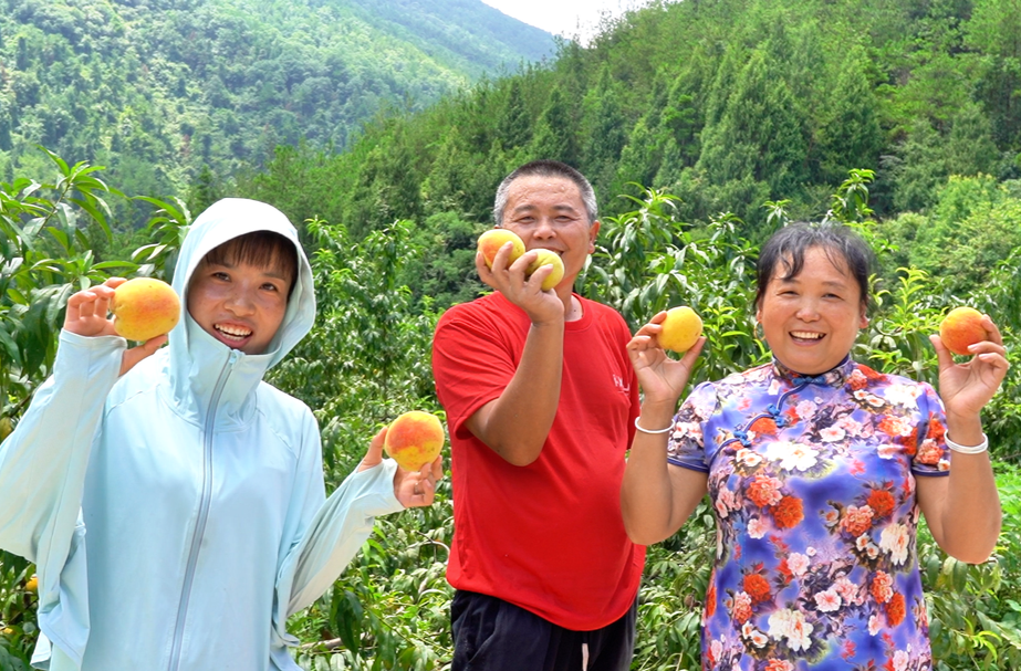 芙蓉桥白族乡合群村：黄桃枝头俏 采摘正当时