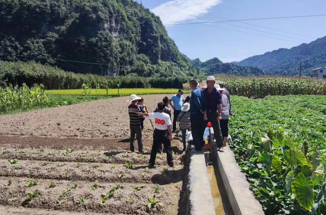 八大公山镇庄耳坪村：秋菜复种忙