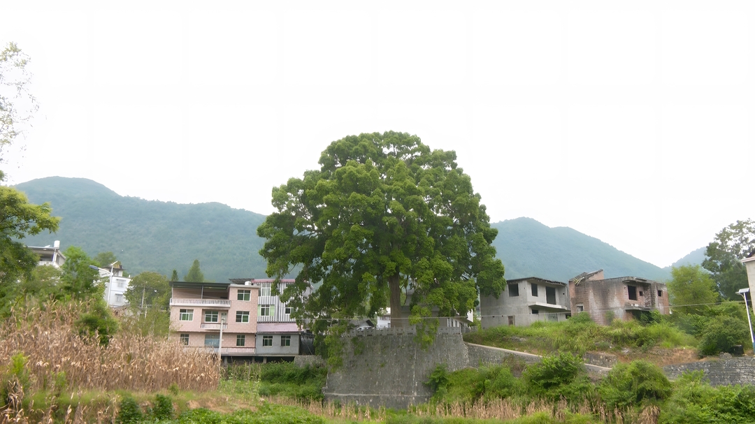 “云上”守护：我县首株古树监控安装完成
