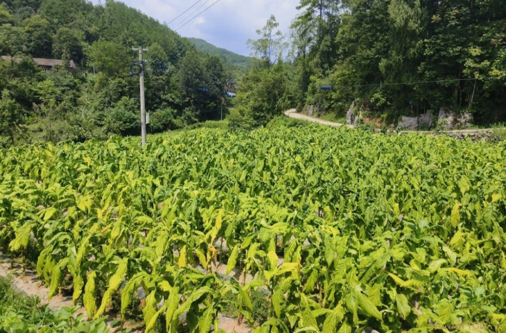 桥自弯镇：“黄金叶”迎来大丰收