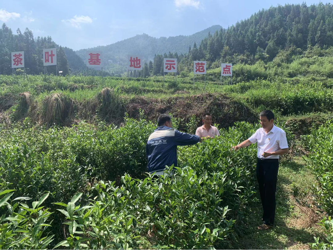 打好发展六仗丨桑植县科工局到陈家院村调研农业发展工作
