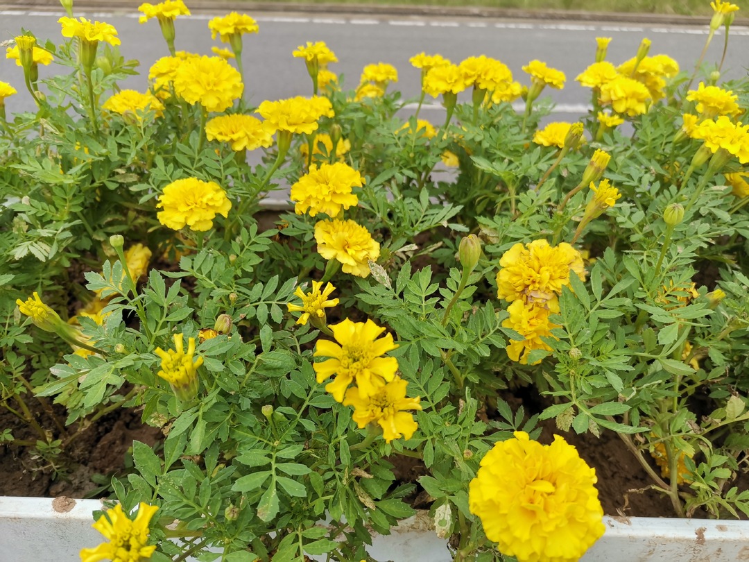 县城管局：“景上添花”，喜迎双节