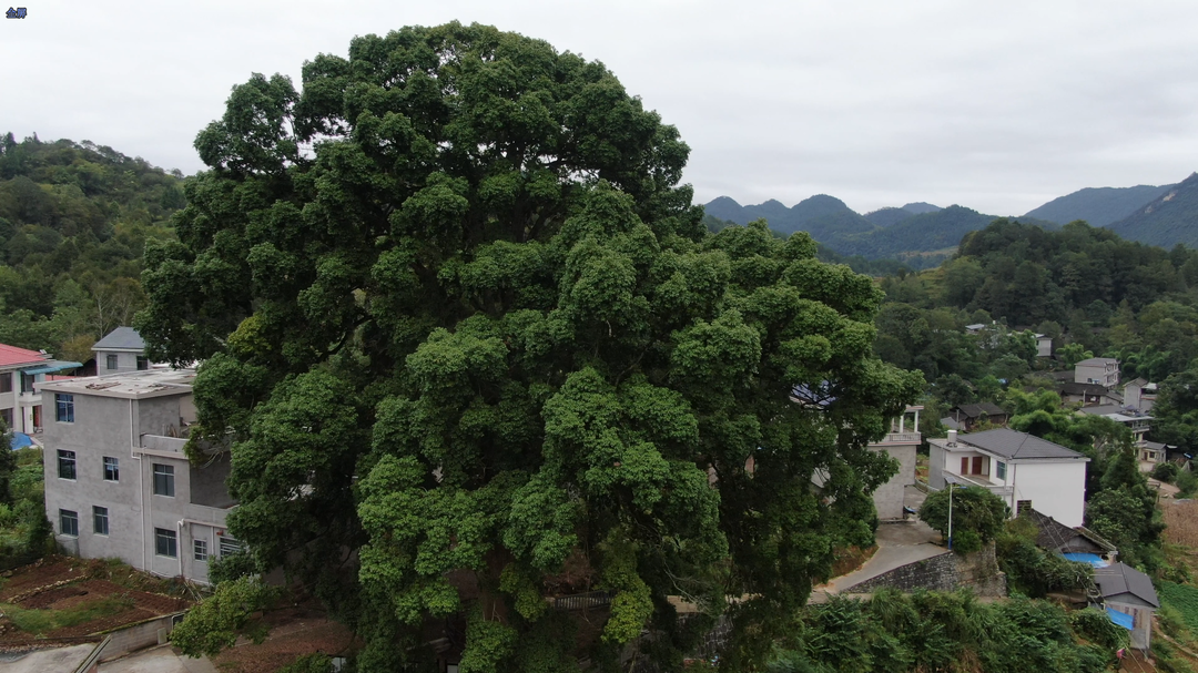 “508岁”摘下全国性荣誉