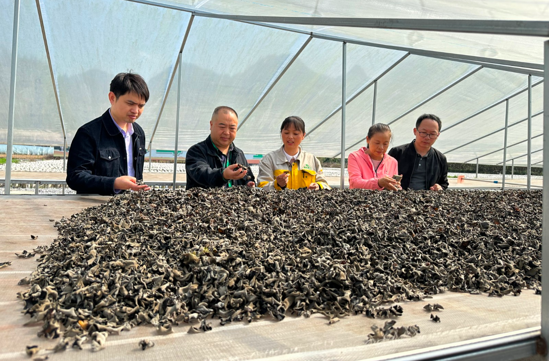 打好发展六仗|"三区"科技人才深入企业开展科技服务