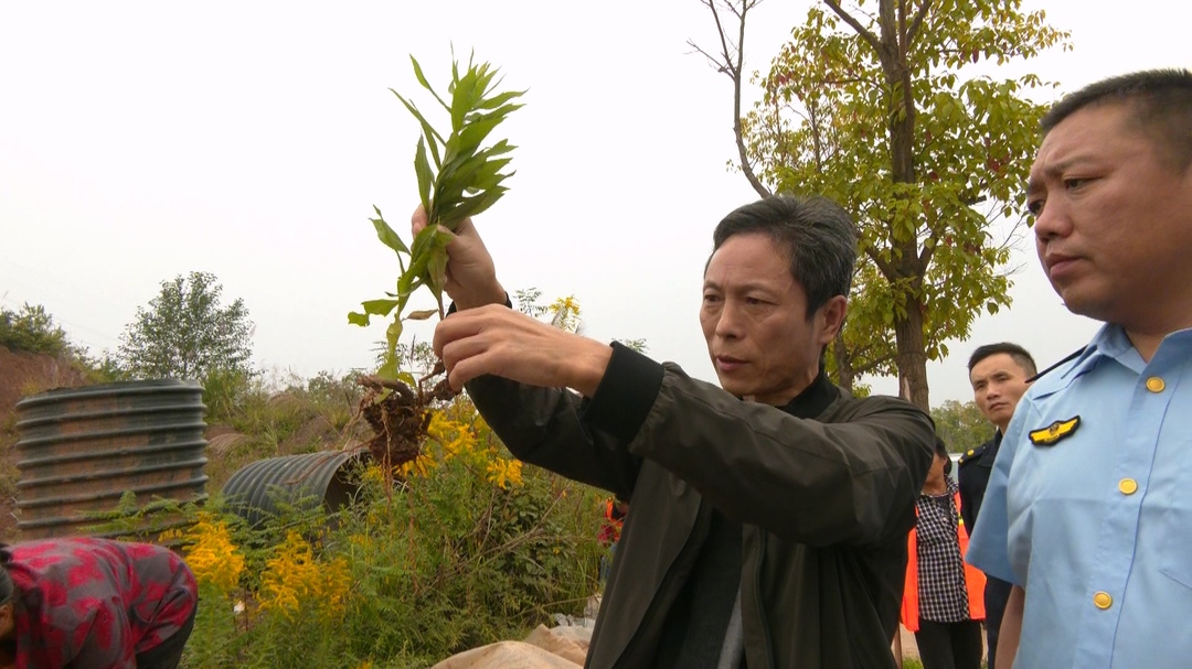“加拿大一枝黄花”再现身影  连根拔起守护生态安全