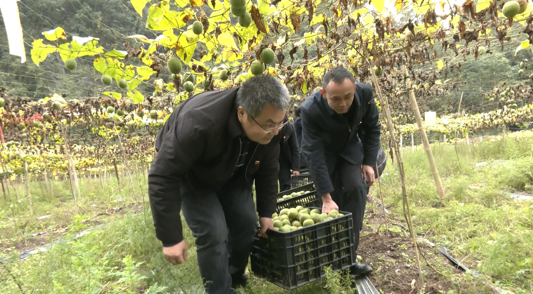 大庄坪村：罗汉果收获季 干群合力采收忙