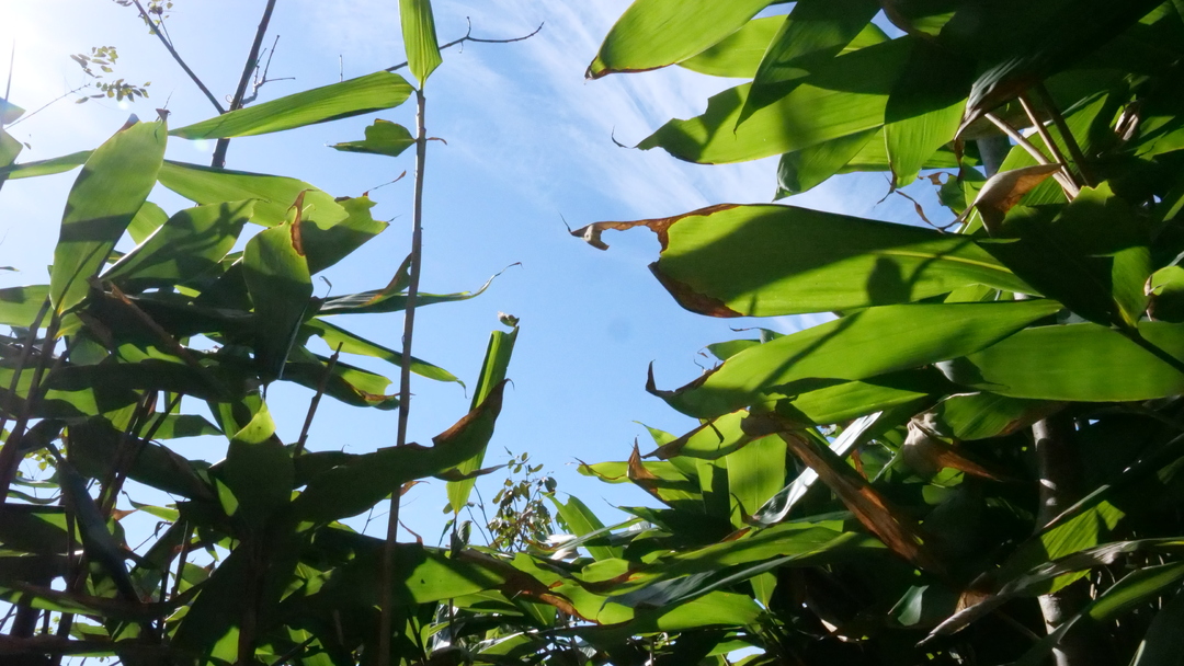 仓关峪村：精心管护 人工种植粽叶长势好