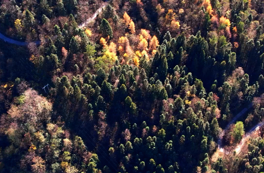 八大公山国家级自然保护区：漫山红遍 层林尽染