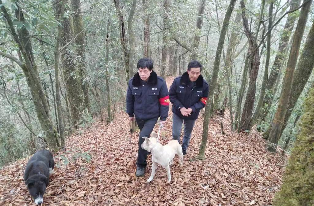 防范于未“燃”：桑植县多措并举筑牢森林防火墙