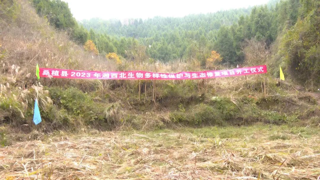桑植县2023年湘西北生物多样性保护与生态修复项目开工