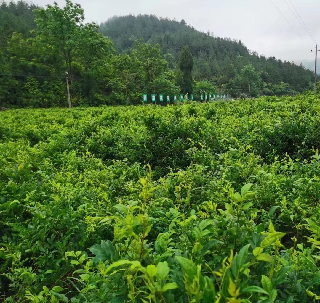 官地坪镇梯市村：茶叶飘香产业兴