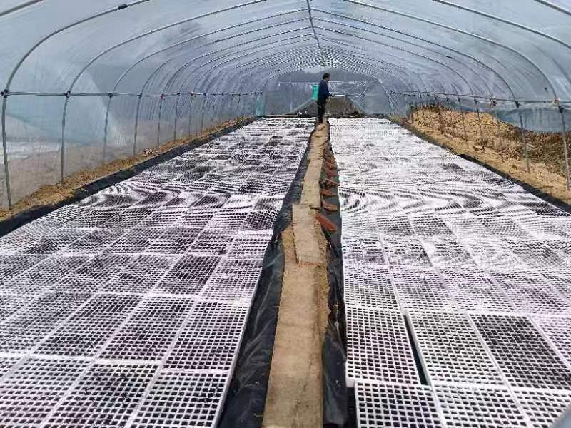芙蓉桥乡大庄坪村：抓好烤烟育苗  推动产业增收
