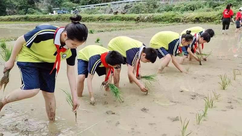 芭茅溪小学开展“趣味插秧 快乐有稻”劳动活动