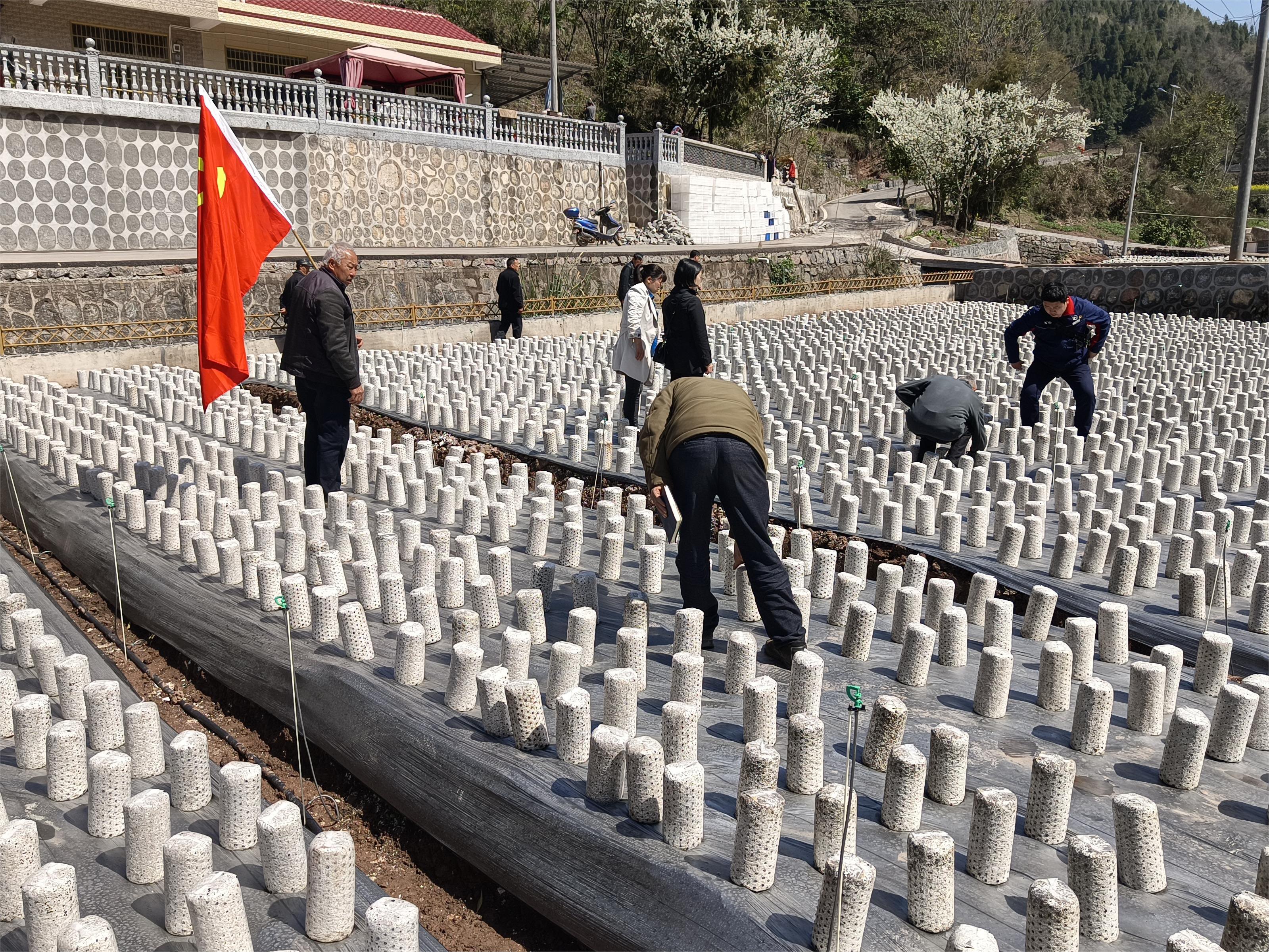 刘家坪白族乡：深挖产业潜力  助力乡村振兴