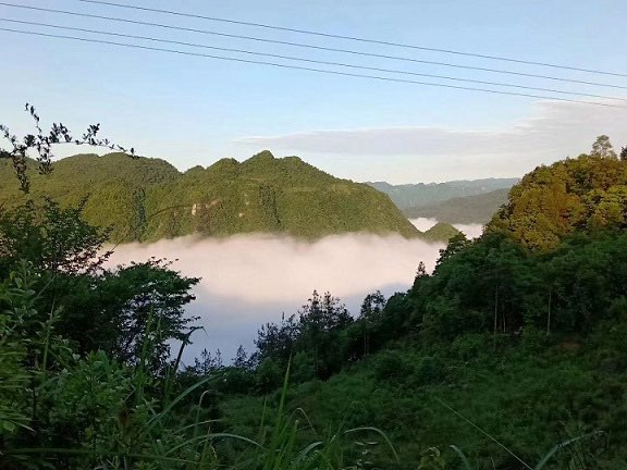 大山里的“猪司令”