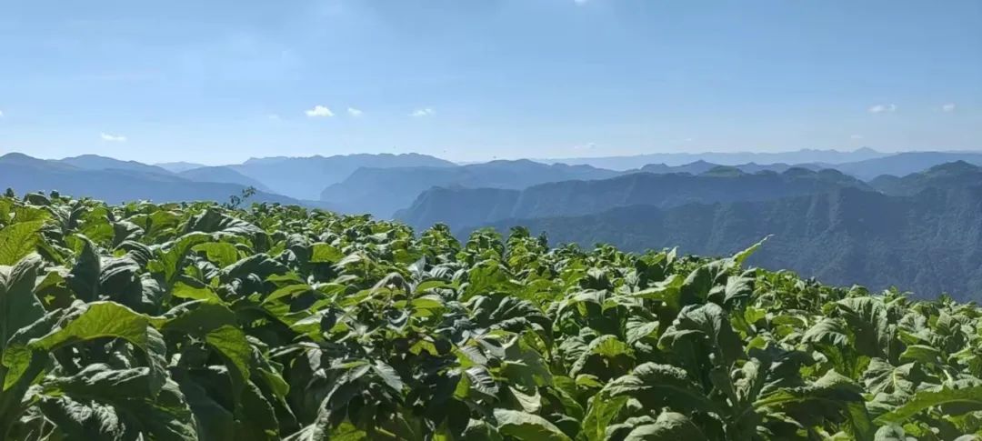 官地坪镇富平村：千担烟村产业阔