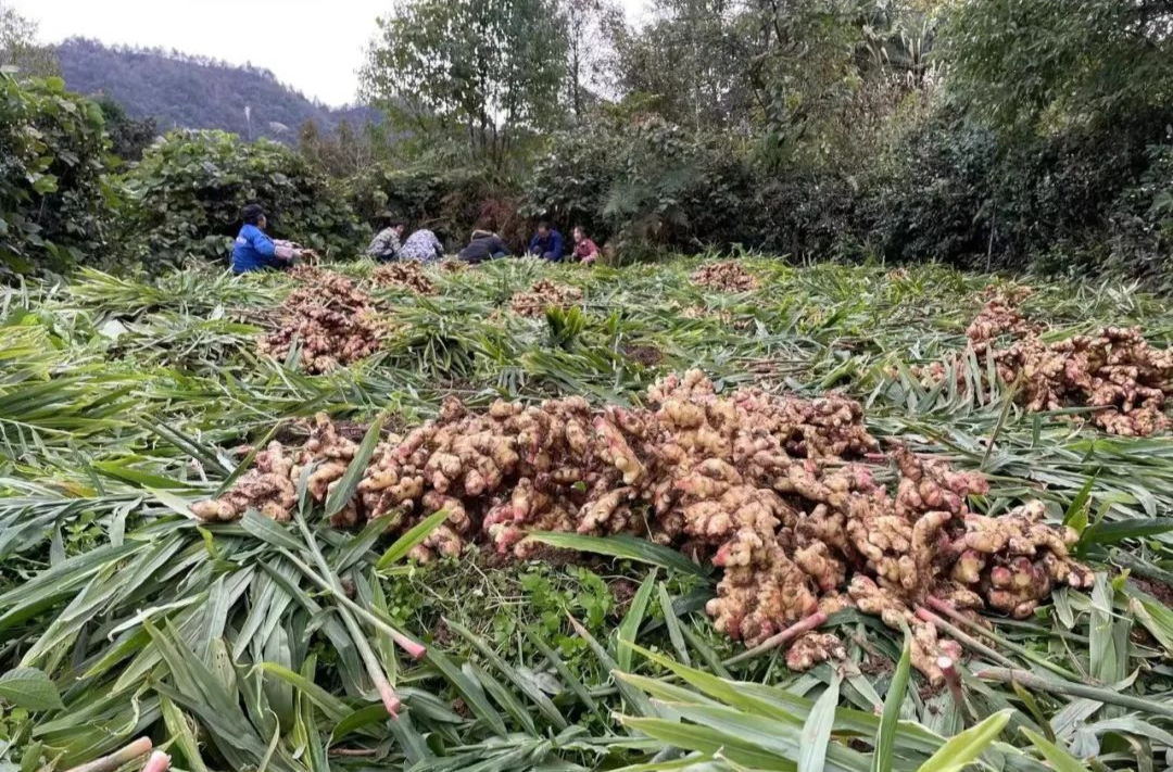 洞藏黄姜收成好