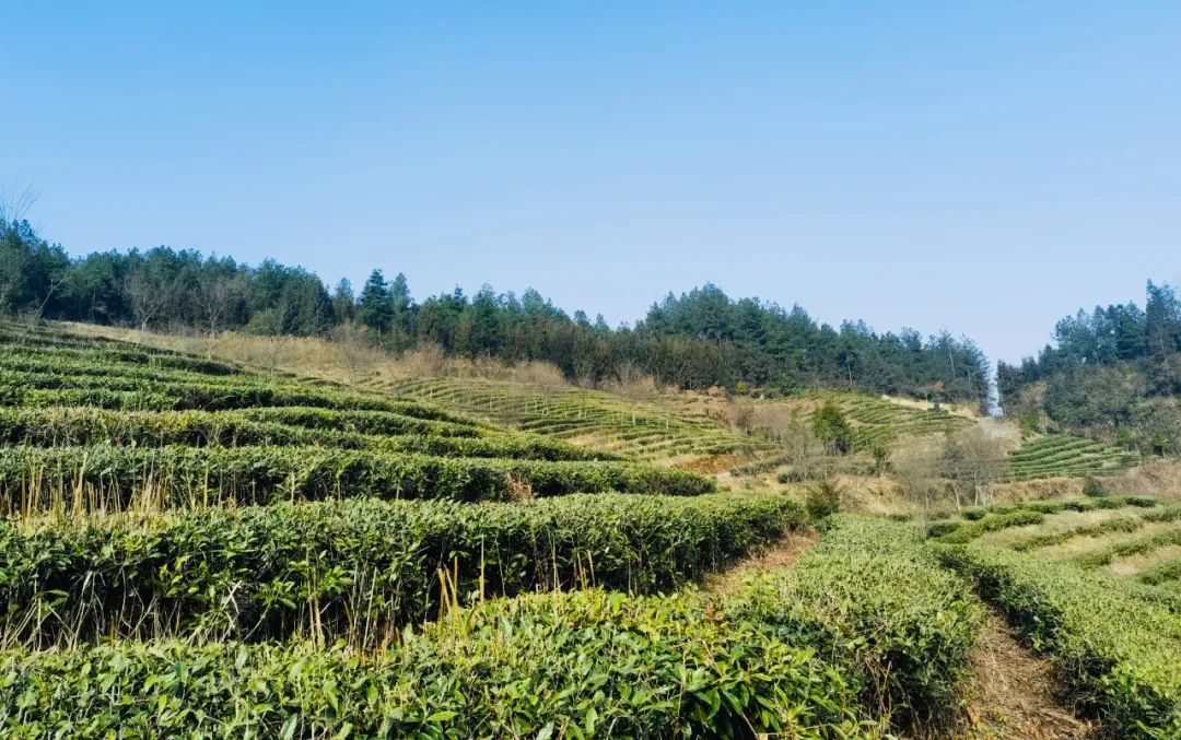 产业强链茶山兴