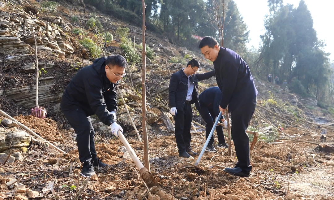 桑植：植树造林 为大地再扮靓装