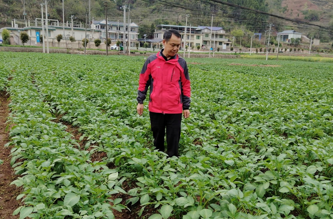 梅家桥村：马铃薯长势喜人 绽放丰收“薯”光