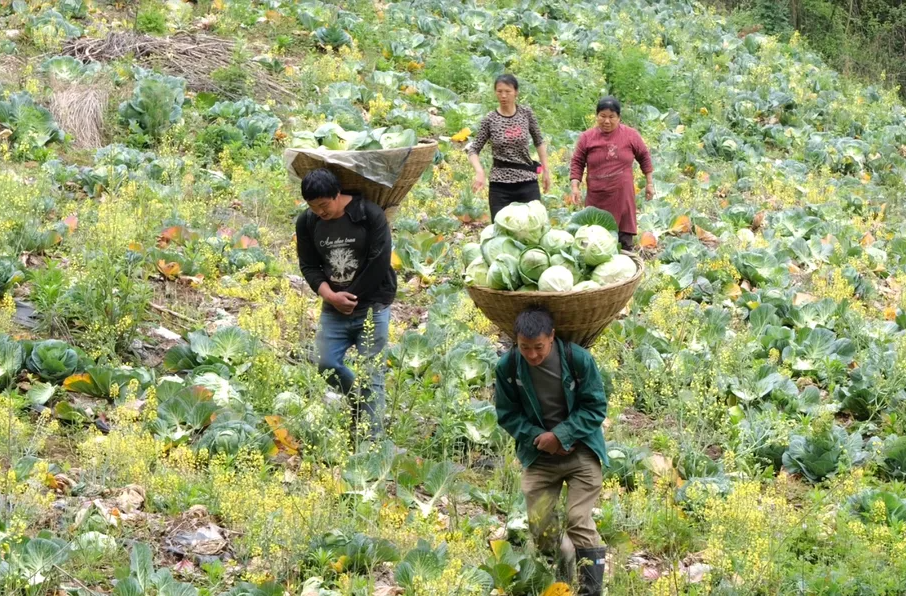 【行进在春天】刘家坪白族乡双溪桥村：烟菜轮作双丰收 助农增收“包”满意