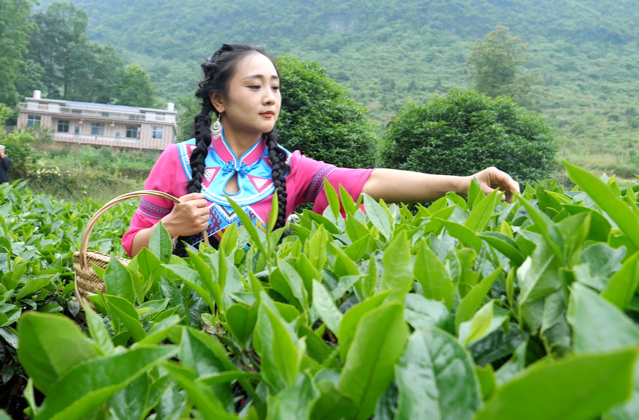 廖家村镇：借力新载体  推荐茶产业