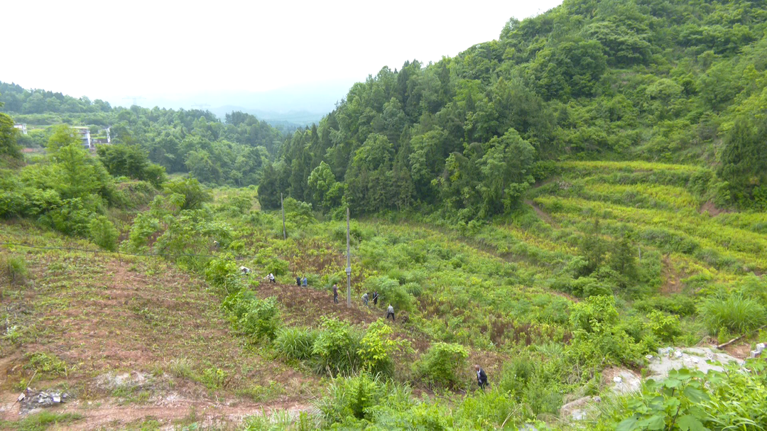 刘家坪白族乡双溪桥村：推进玉米大豆复合种植 筑牢粮食安全屏障