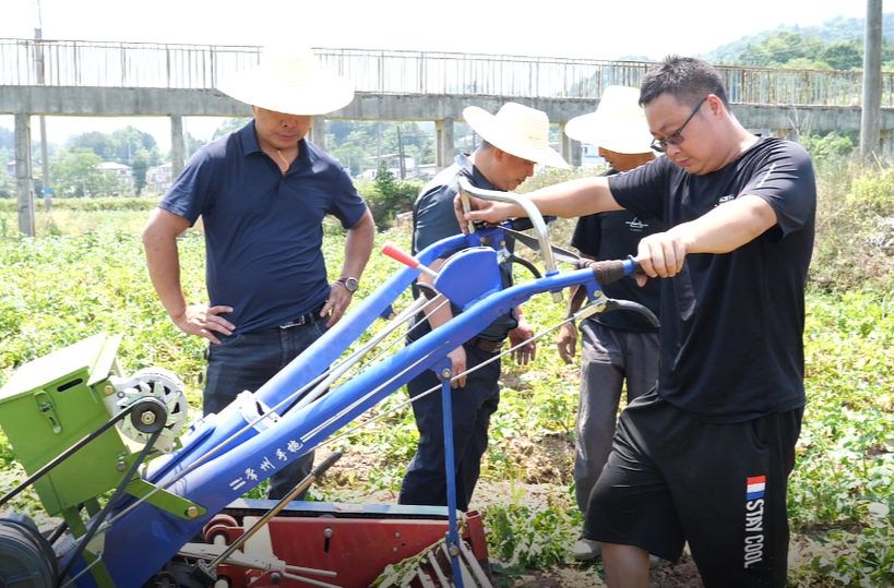 桑植：“三分地养活一个人”马铃薯示范基地喜迎丰收