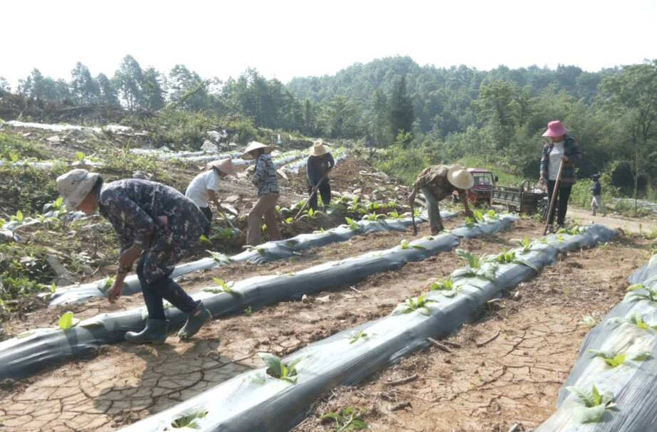 瑞塔铺镇瑞市社区：以大户为“引”  开本地烟“花”