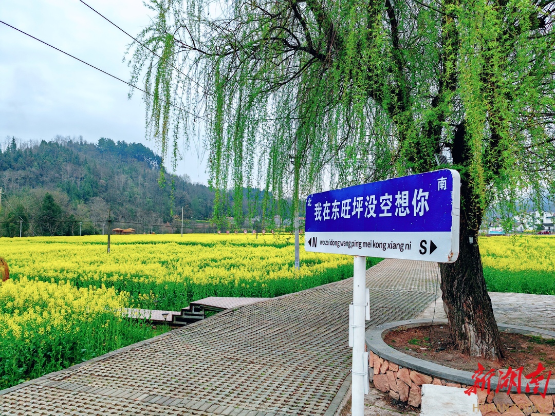 美文欣赏 丨东旺坪的油菜花