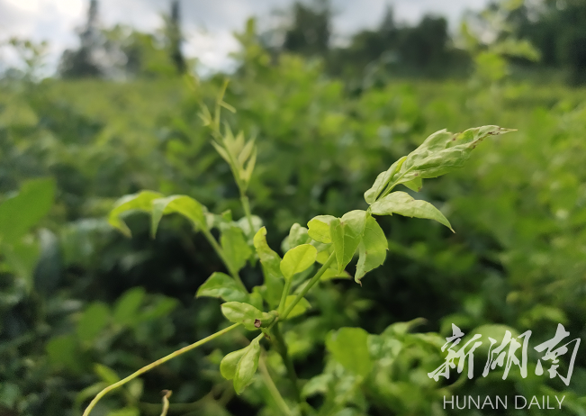 美文欣赏丨笔架山的莓茶