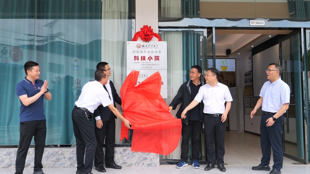 湖南湘丰桑植白茶科技小院揭牌成立
