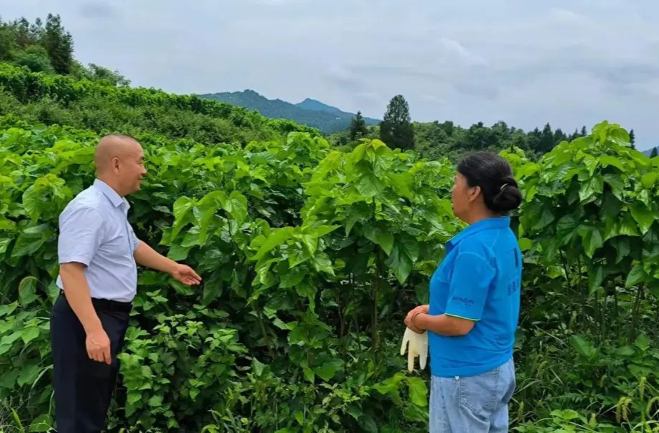 桑植農(nóng)商銀行：金融助力桑蠶產(chǎn)業(yè) 織就鄉(xiāng)村振興“新絲路”