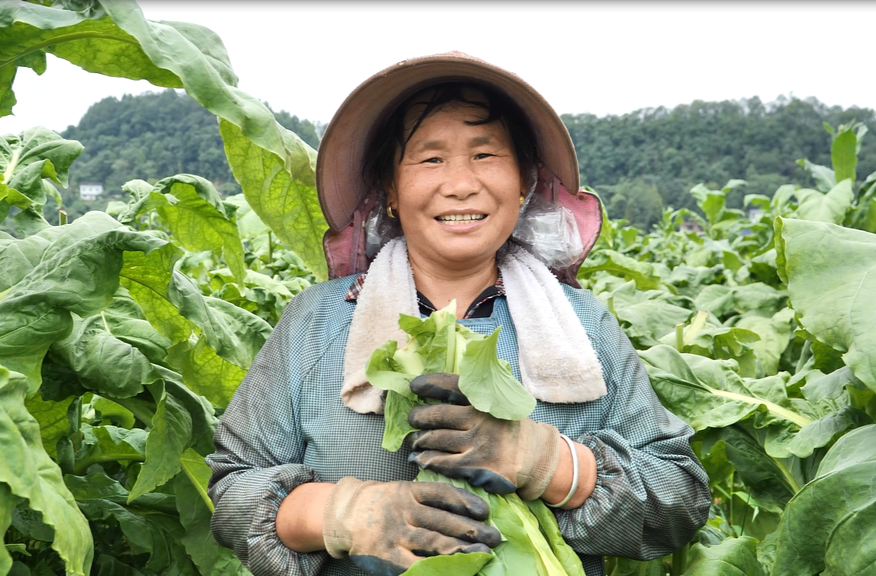 “绿叶”变“金叶” ！上洞街乡这么逮→