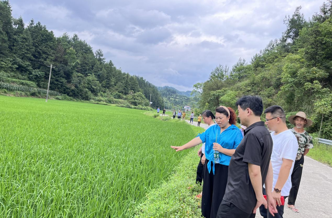 沙塔坪乡：农民“田间学校”助力优质稻产业振兴