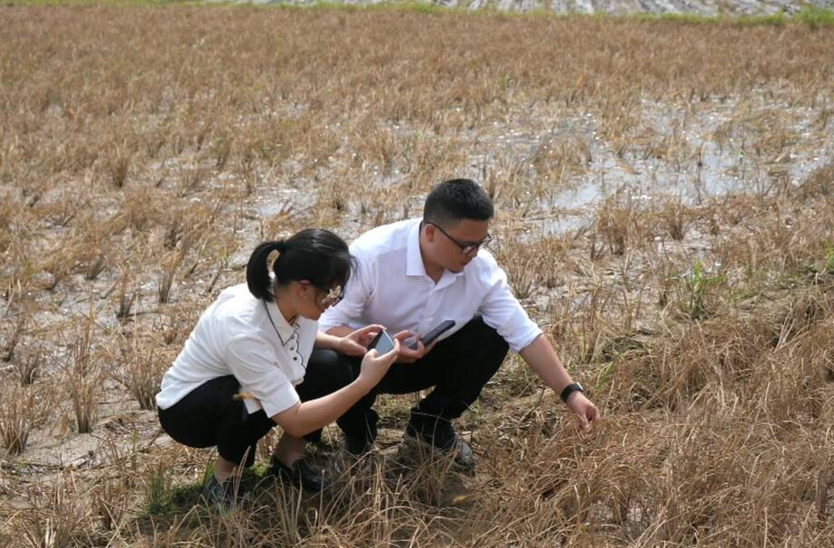 平安财产保险桑植支公司开启理赔“绿色通道” 为农户撑起“保护伞”
