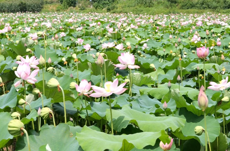 蓮子飄香花滿塘——“荷花王子”向秀宏的綠色生態(tài)致富路