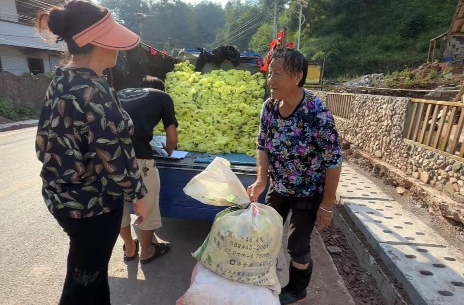 黄蜀葵织就金色梦 庭院经济绽放创意花