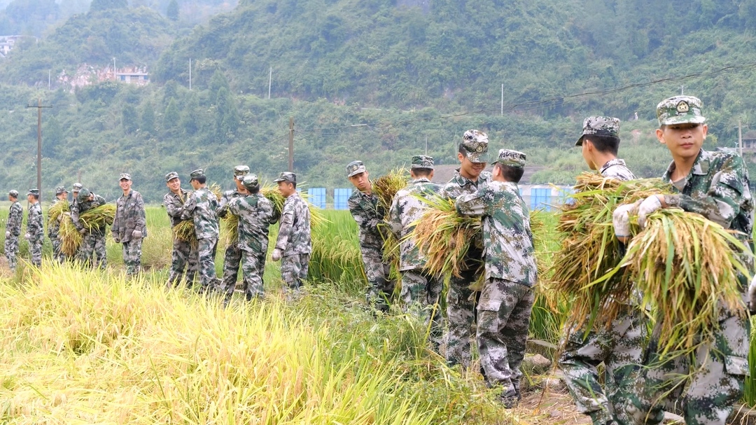准新兵秋收助农忙 用行动践行为人民服务宗旨