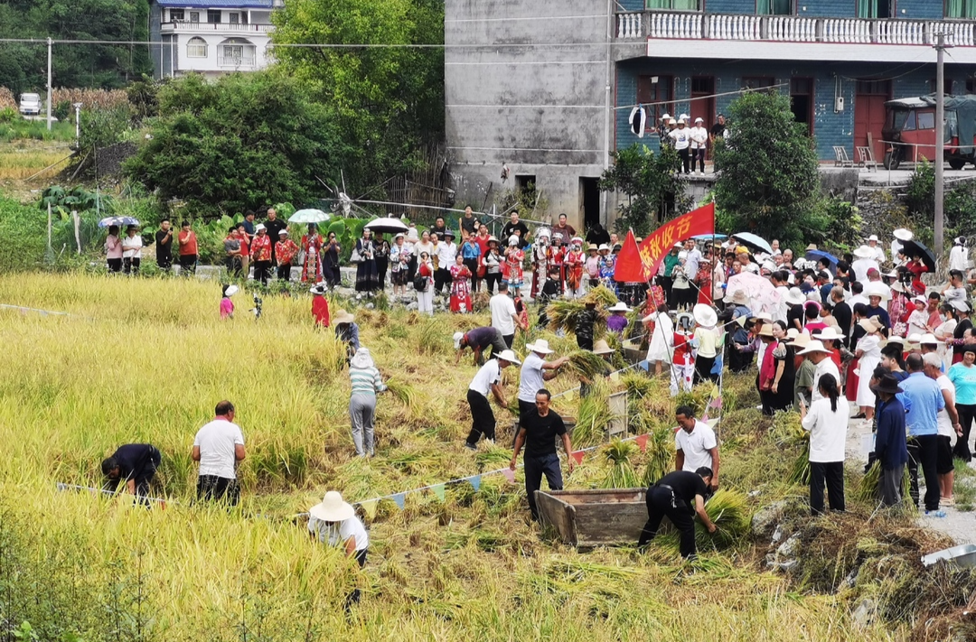 “大美桑植 丰收白果” 桥自弯镇白果村举办“趣味秋收节”