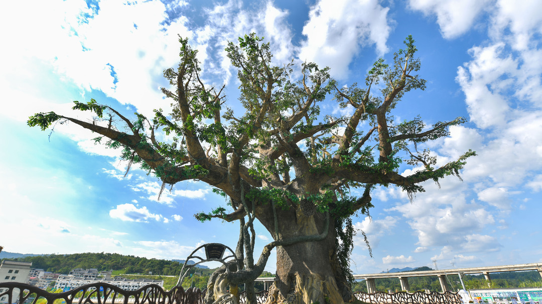 喜迎旅发会丨县城管局：鲜花盛放迎旅发 环境整治显成效