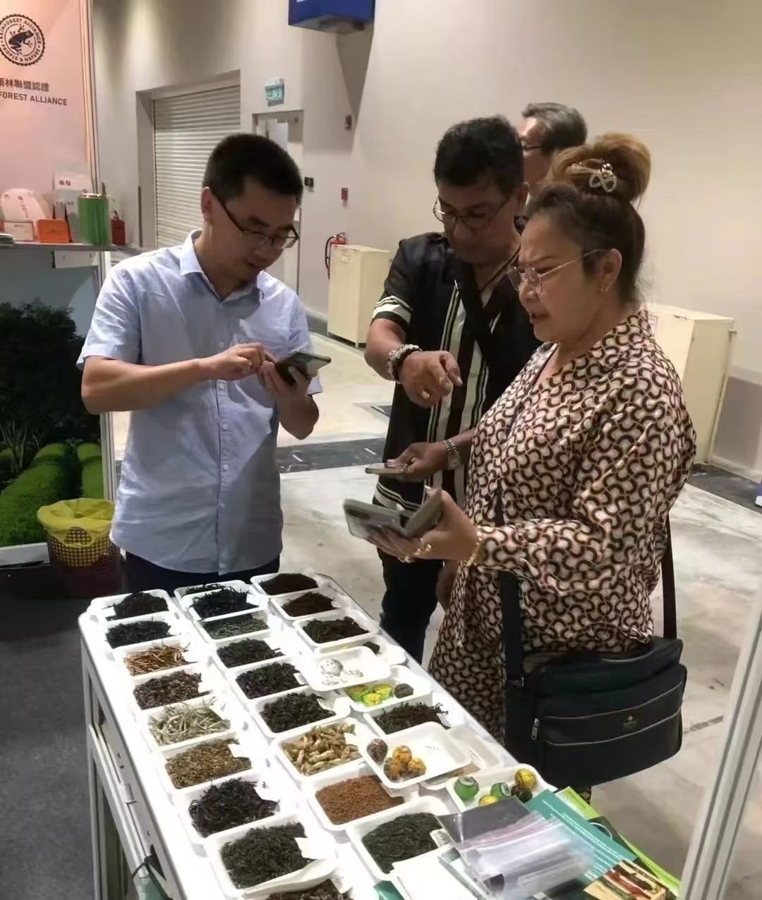 【庆国庆 谱新篇】着力打造桑植白茶产业 让桑植白茶香飘四方