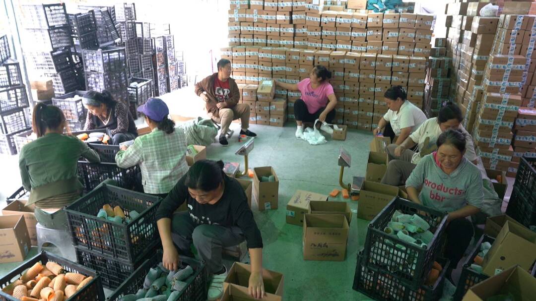 八月瓜九月炸 瓜果飘香助增收